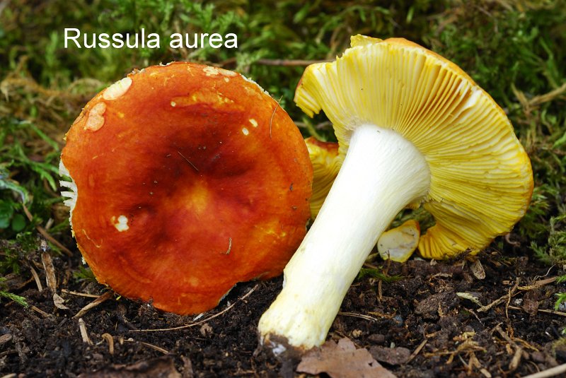 Russula aurea-amf1678.jpg - Russula aurea ; Syn1: Russula aurata ; Syn2: Russula esculenta ; Nom français: Russule dorée